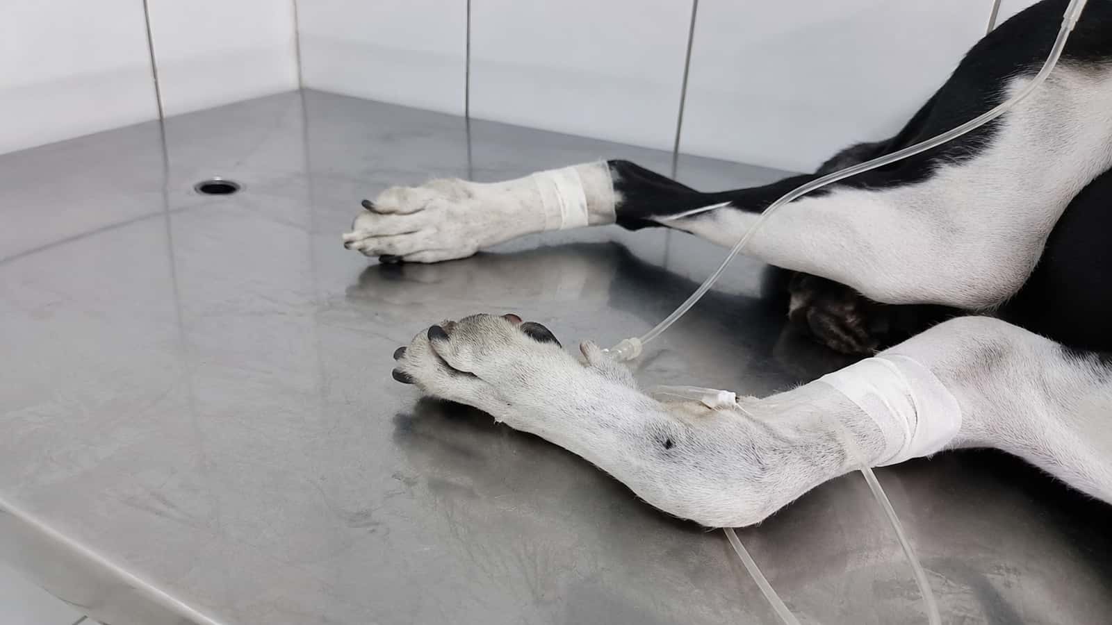 Motorista salva cachorro extremamente debilitado e denuncia maus-tratos em Nova Aliança (SP)