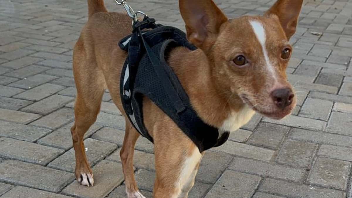 Melissa, a cachorrinha que venceu o abandono e agora procura um lar em Rio Preto (SP)