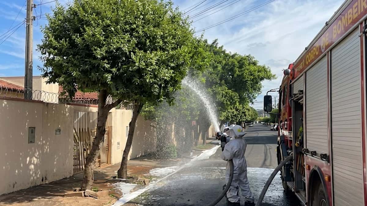 Enxame de abelhas ataca moradores e cachorro e é retirado por bombeiros em Rio Preto (SP)